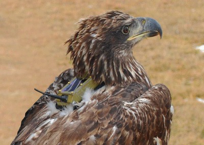 Birdtracking Bald Eagle, Photo: Lance Jordan
