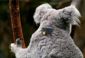 Koala-image