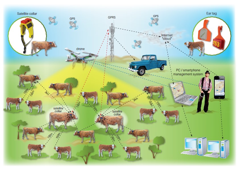DRONE CATTLE MONITORING