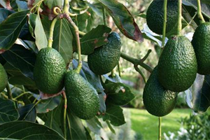 Californian farmer cuts water consumption 75% by monitoring avocado trees’ needs